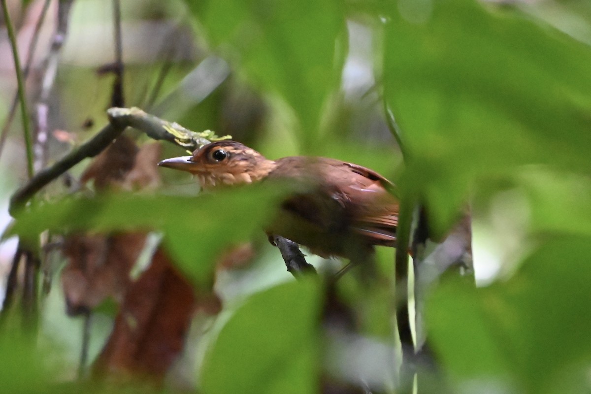Fawn-throated Foliage-gleaner - ML638141323
