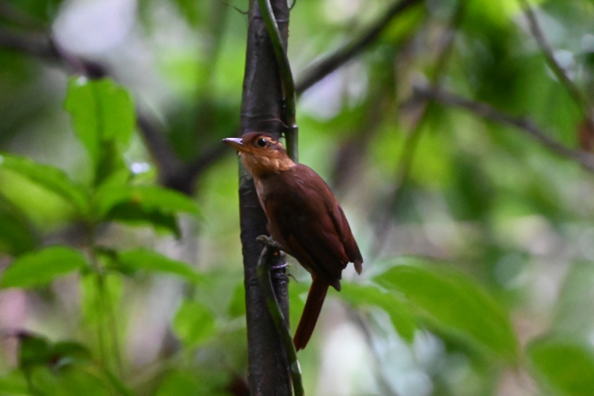 Fawn-throated Foliage-gleaner - ML638141325