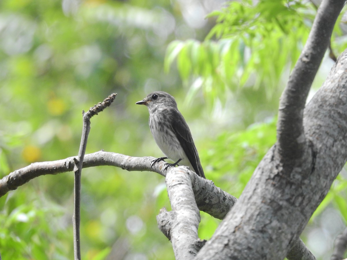 Gray-streaked Flycatcher - ML638141328