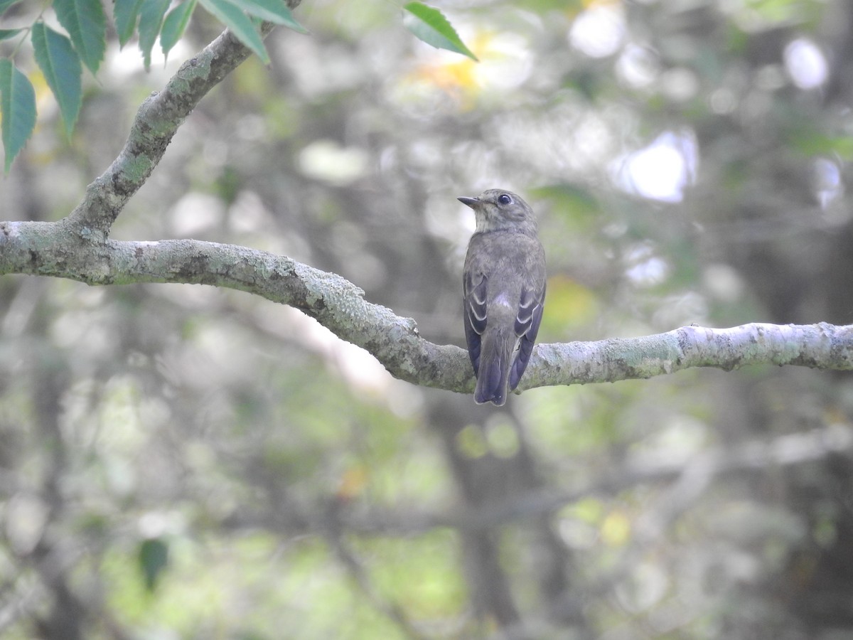 Gray-streaked Flycatcher - ML638141329