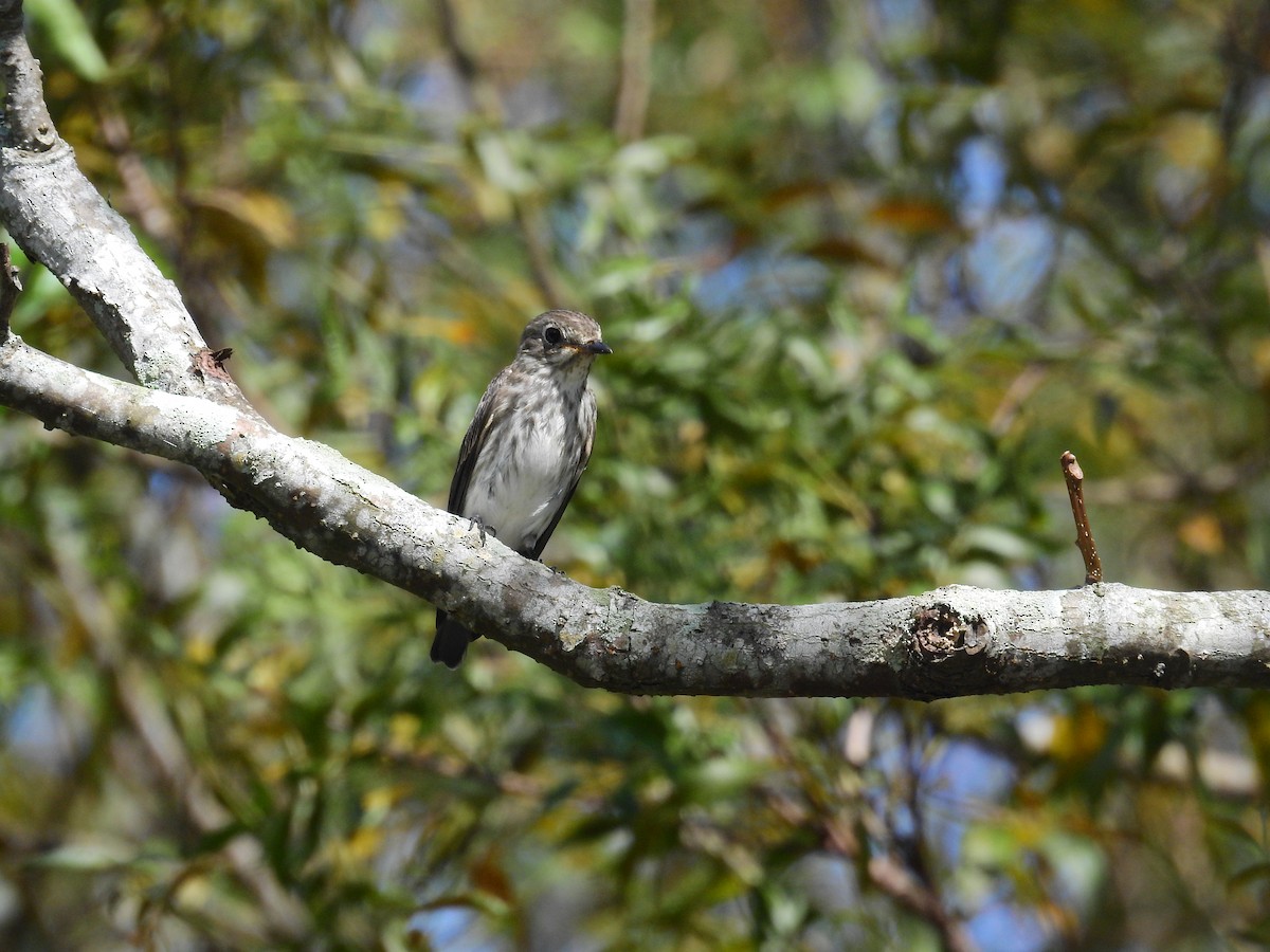 Gray-streaked Flycatcher - ML638141330