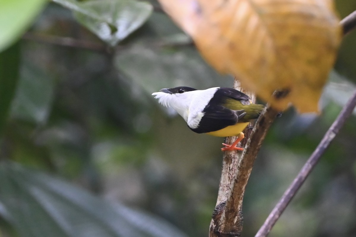 White-collared Manakin - ML638141350