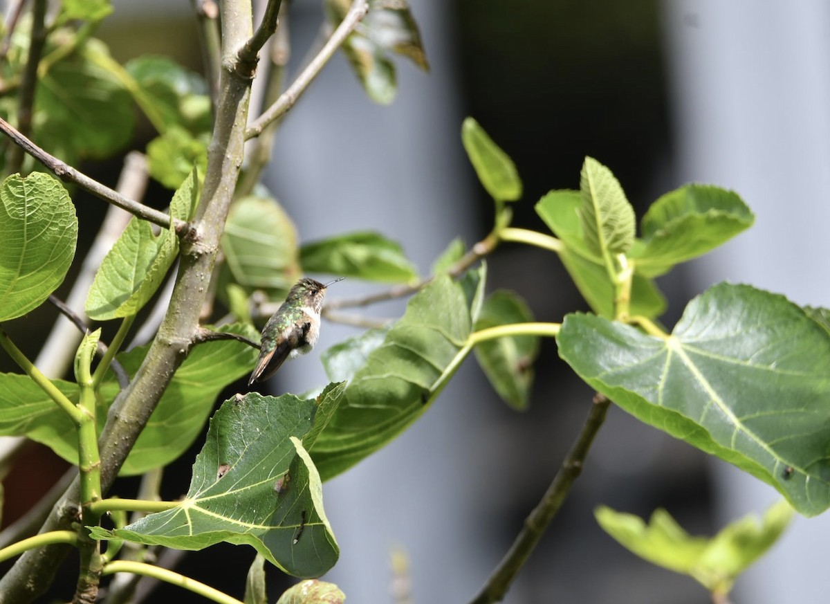 Scintillant Hummingbird - ML638141365