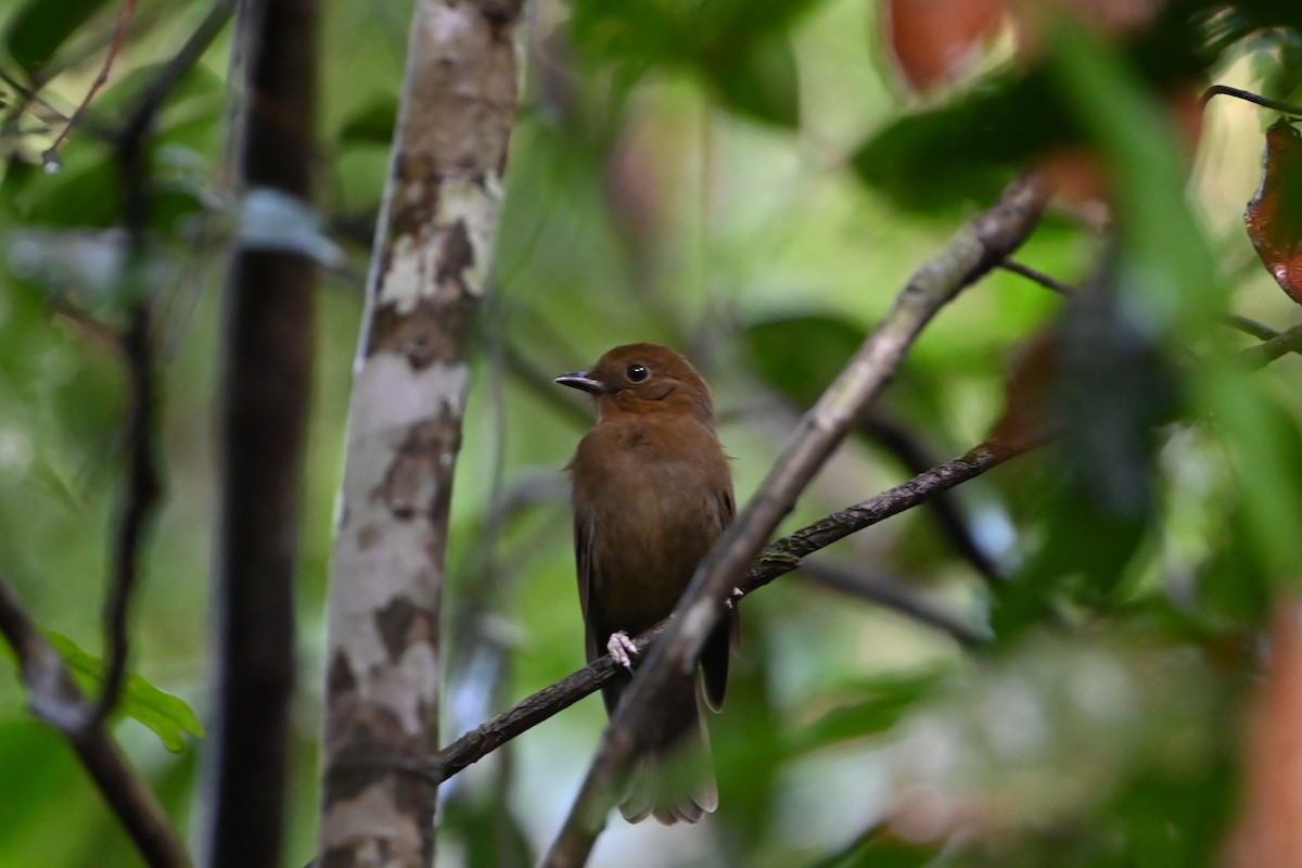 Northern Schiffornis (Northern) - ML638141368