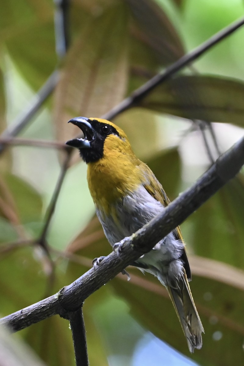 Black-faced Grosbeak - ML638141383