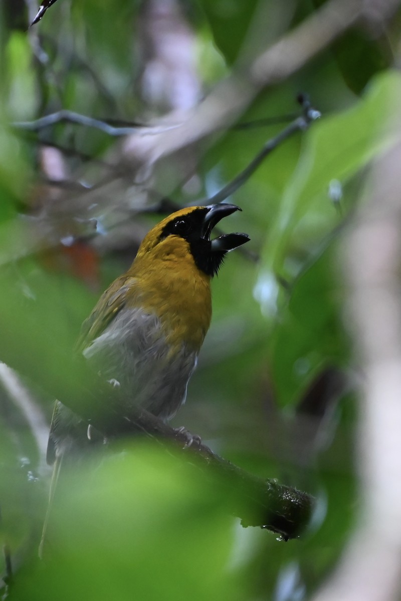 Black-faced Grosbeak - ML638141384