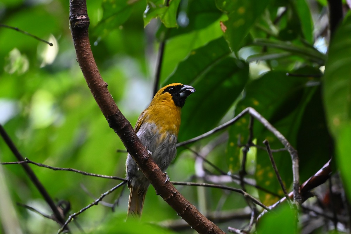 Black-faced Grosbeak - ML638141385