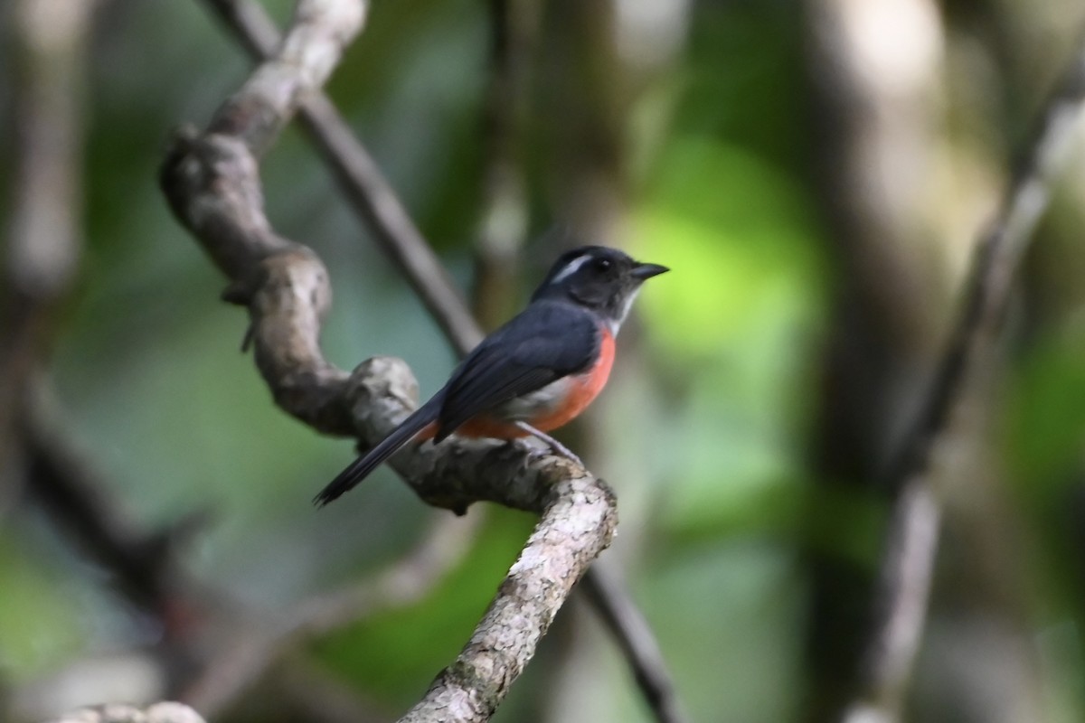 Gray-throated Chat - ML638141399