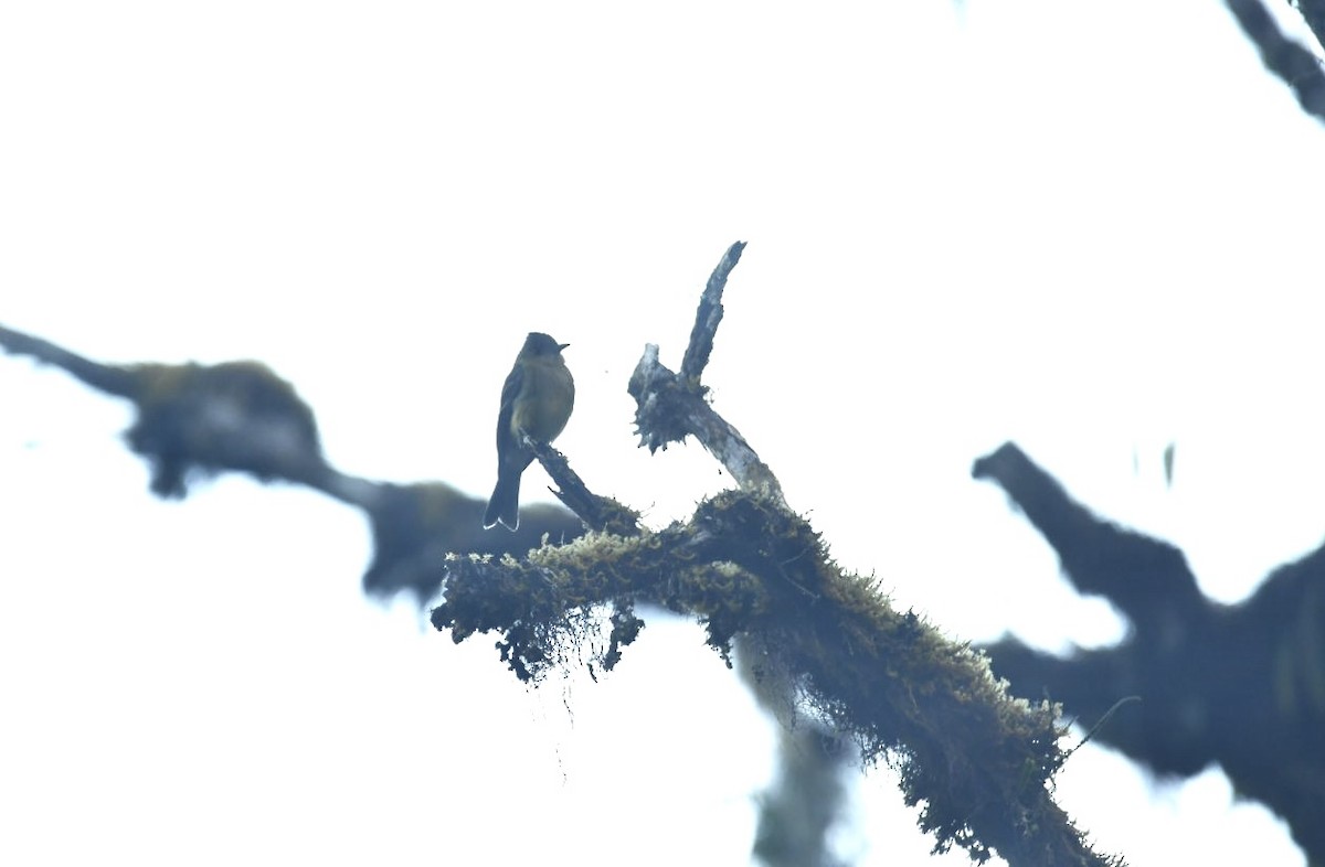 Ochraceous Pewee - ML638141444