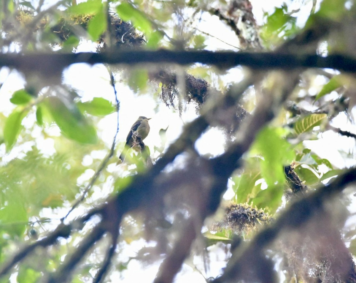 Ochraceous Pewee - ML638141445
