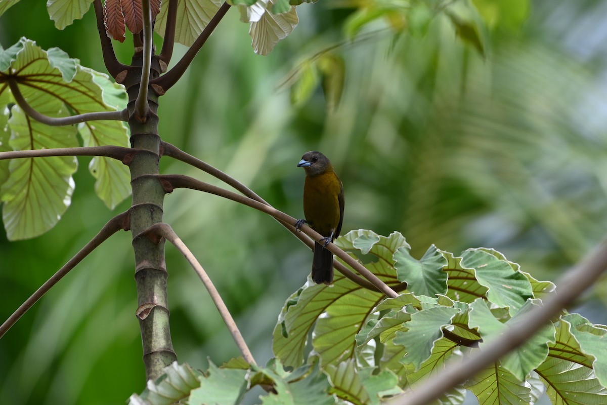 Scarlet-rumped Tanager - ML638141456