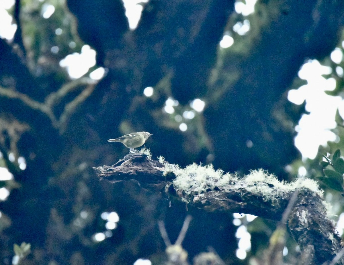 Yellow-winged Vireo - ML638141474