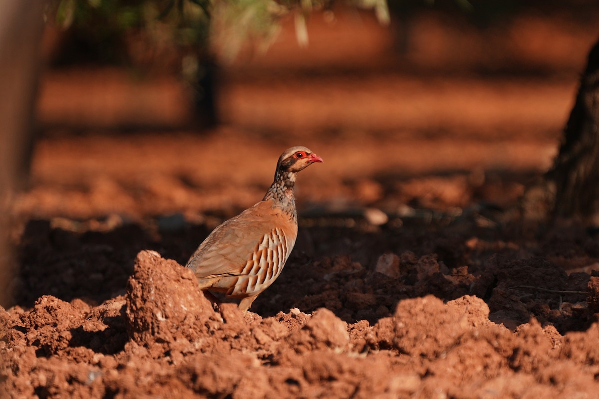 Red-legged Partridge - ML638141475