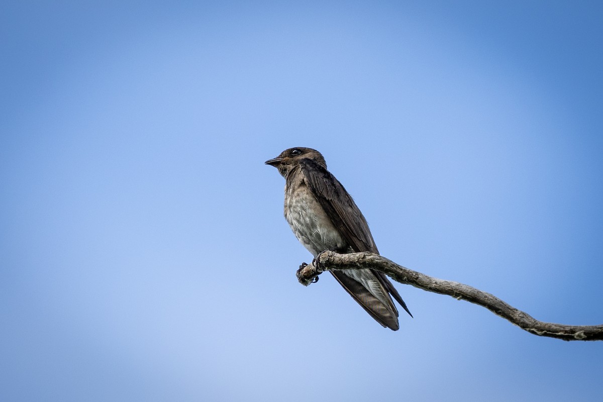 Purple Martin - ML638141477