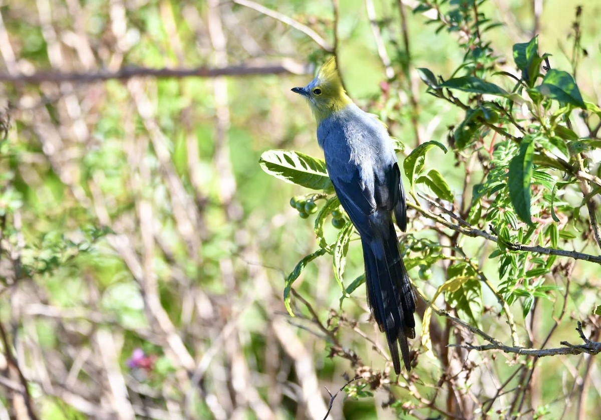 Long-tailed Silky-flycatcher - ML638141504