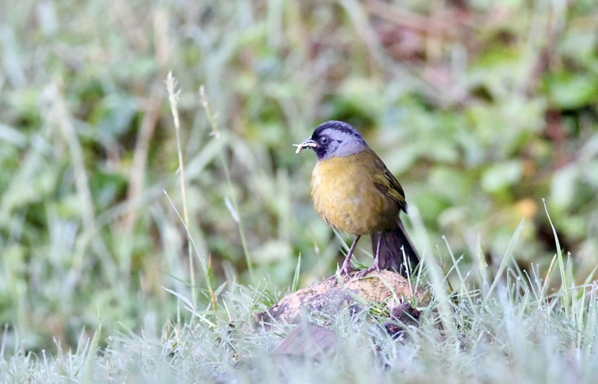 Large-footed Finch - ML638141513