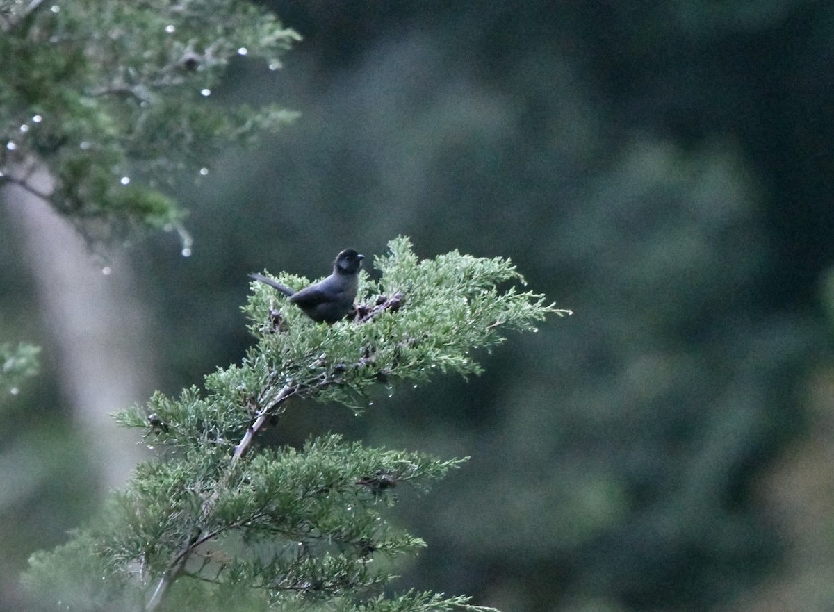 Yellow-thighed Brushfinch - ML638141520