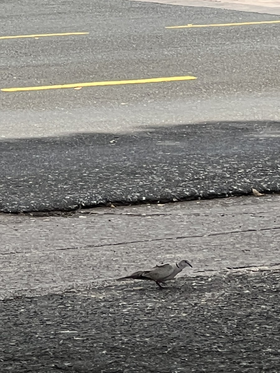 Eurasian Collared-Dove - ML638141524