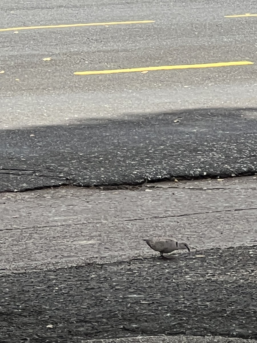 Eurasian Collared-Dove - ML638141525