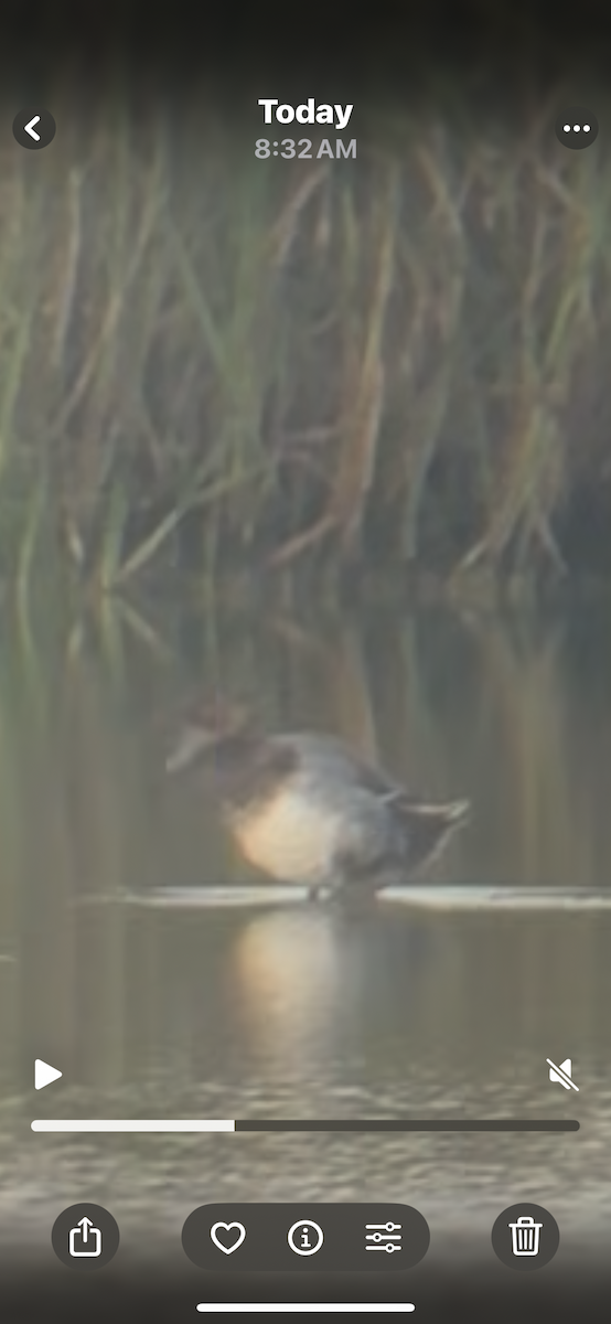 Lesser Scaup - ML638141529