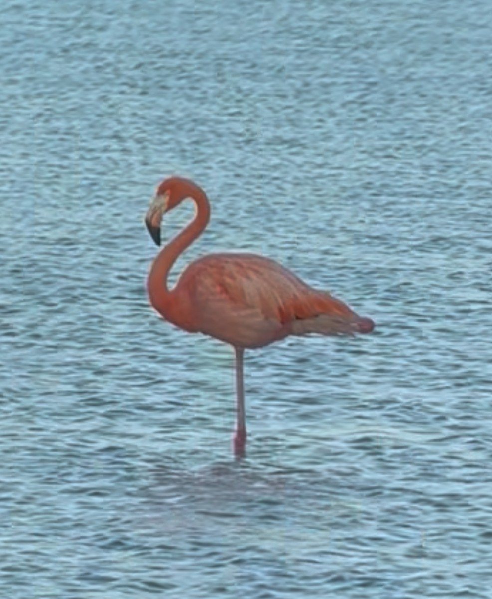 American Flamingo - ML638141539