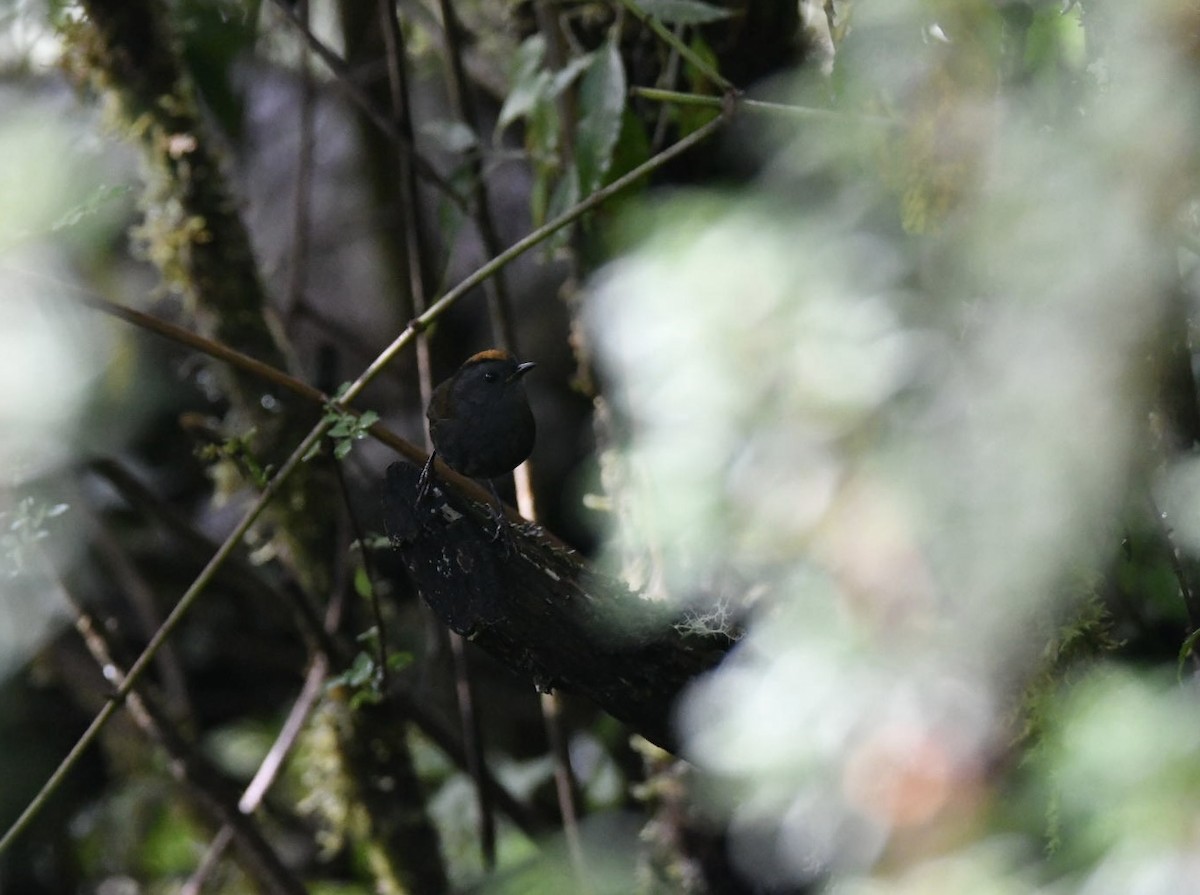 Wrenthrush - ML638141545