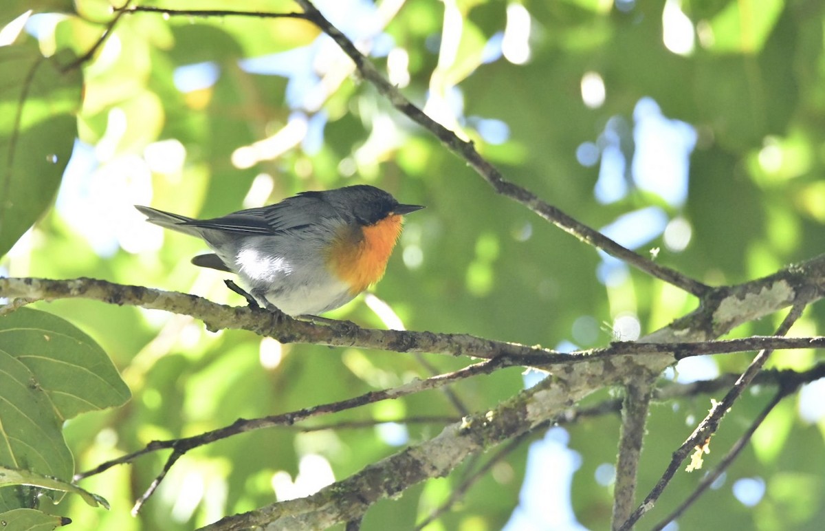 Flame-throated Warbler - ML638141549