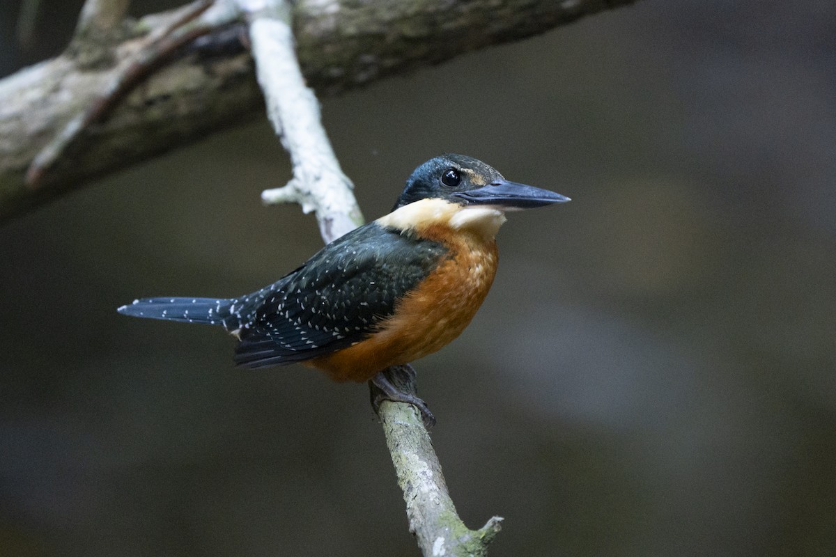 Green-and-rufous Kingfisher - ML638141580