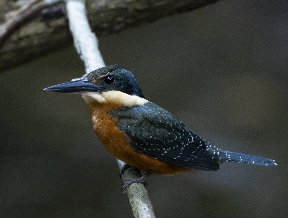 Green-and-rufous Kingfisher - ML638141581