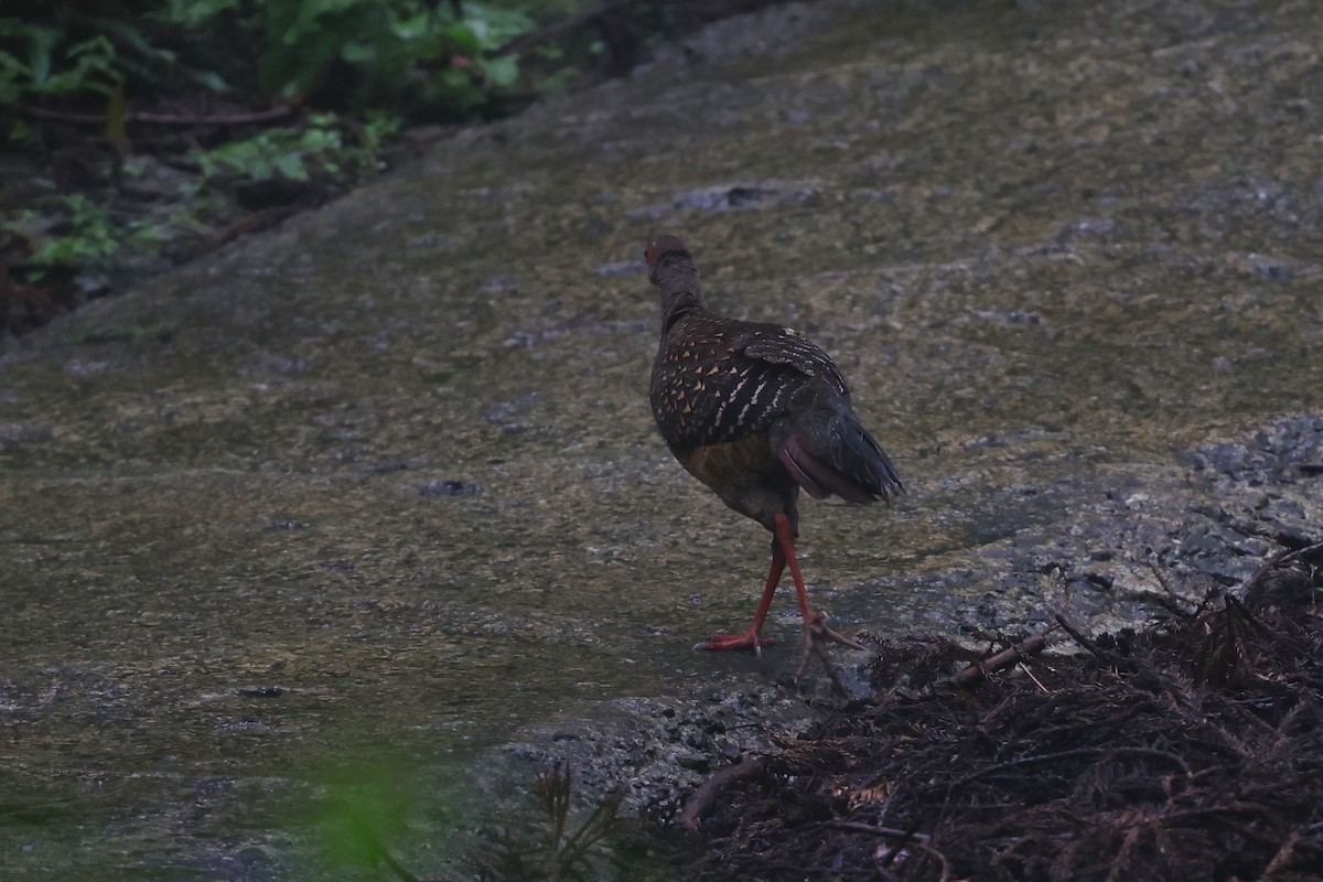 Swinhoe's Pheasant - ML638141594