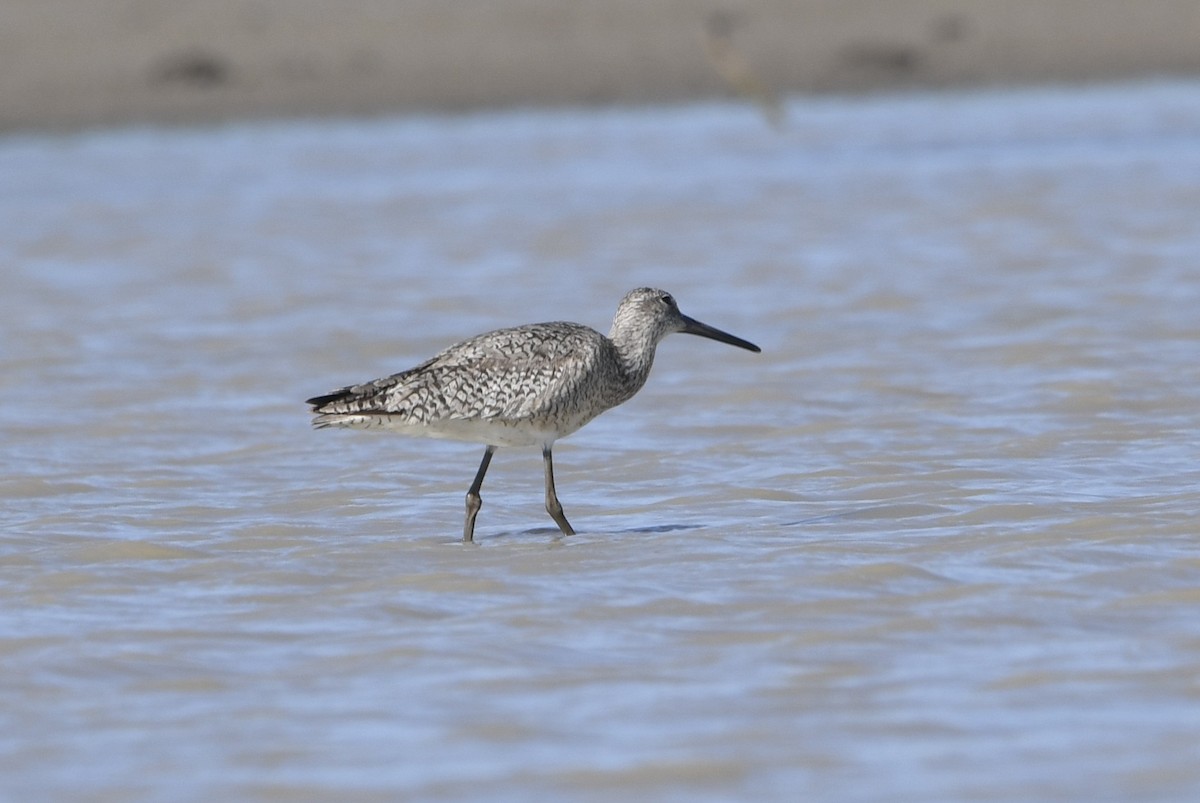 Willet - ML638141610