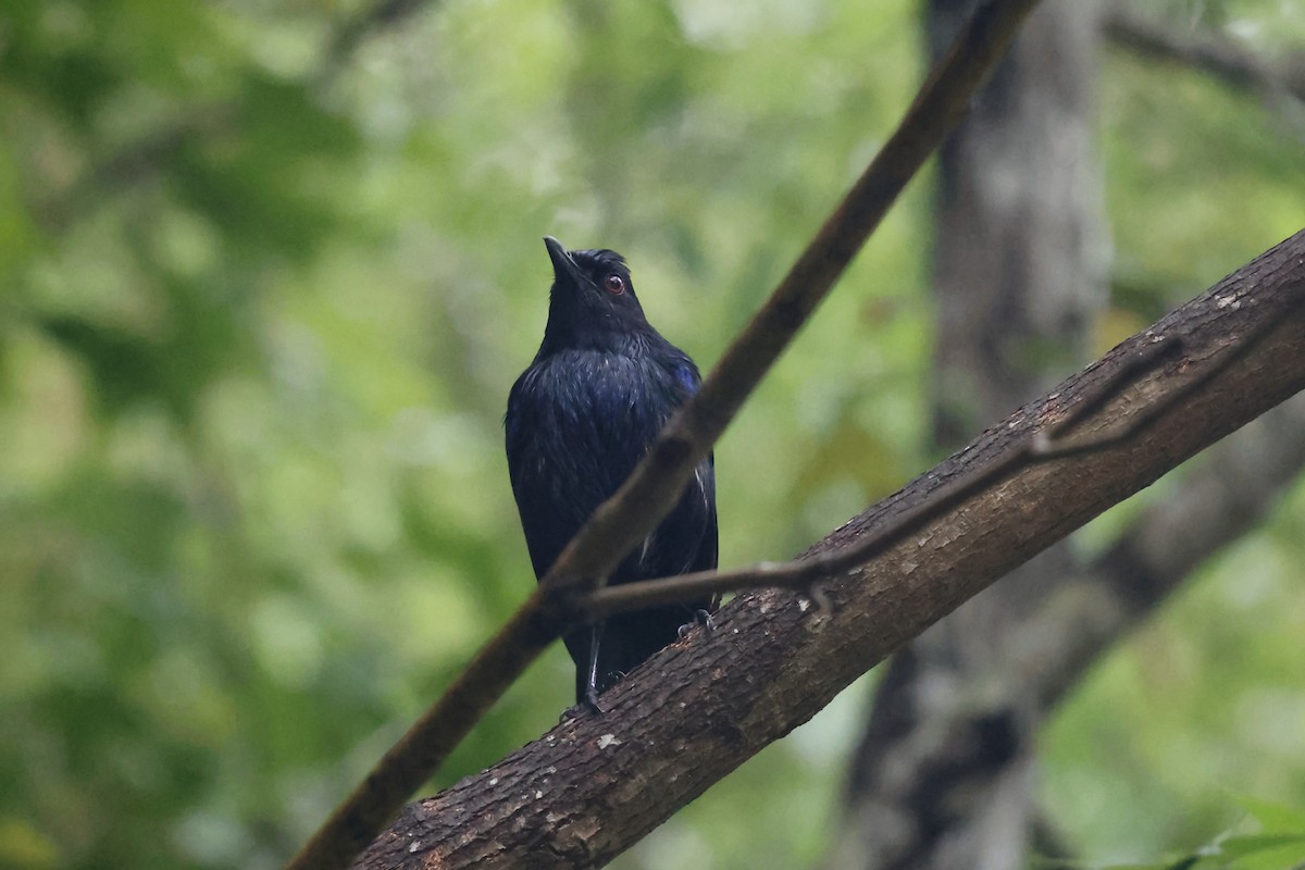 Taiwan Whistling-Thrush - ML638141613