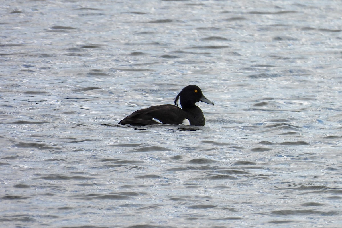 Fuligule morillon - ML638141635