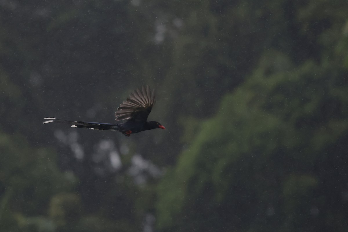 Taiwan Blue-Magpie - ML638141648
