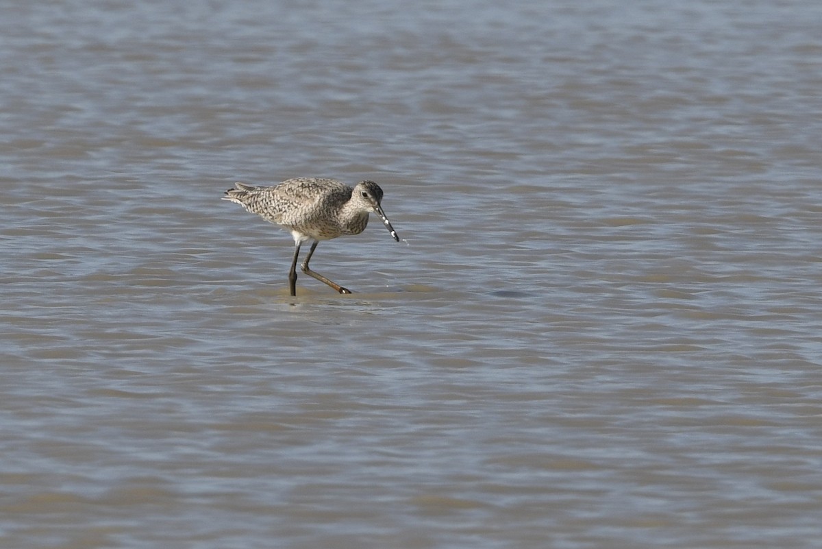 Willet - ML638141697