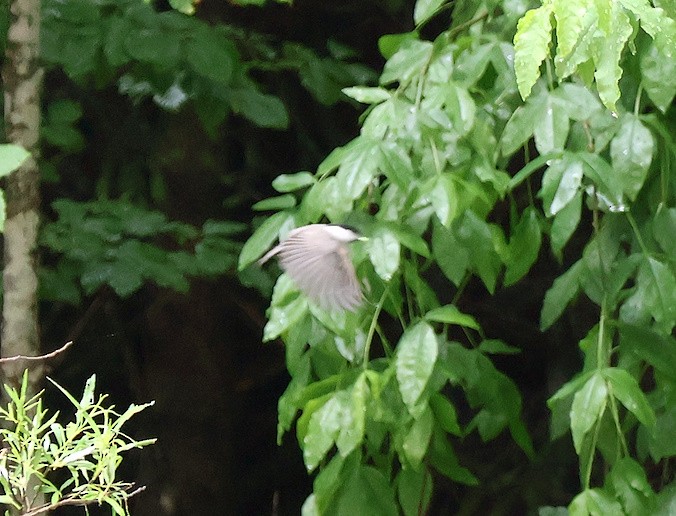 Marsh Tit - ML638141700