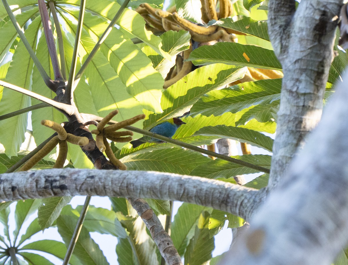 Bay-headed Tanager - ML638141720