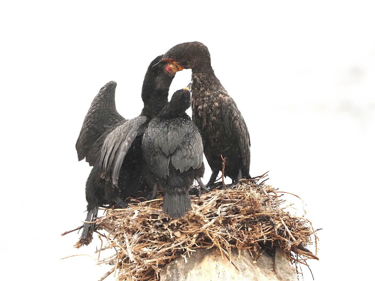 Cape Cormorant - ML638141757