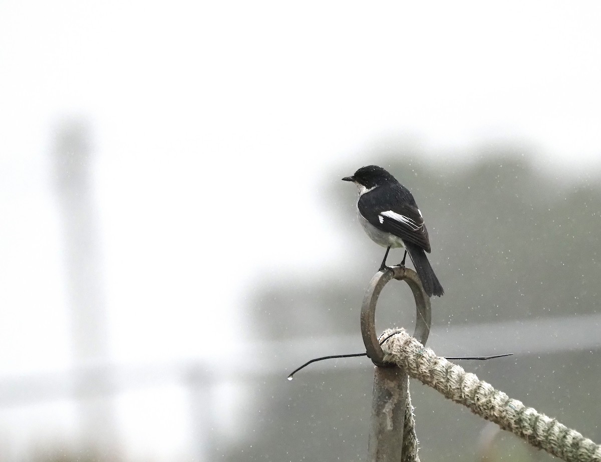 Fiscal Flycatcher - ML638141764
