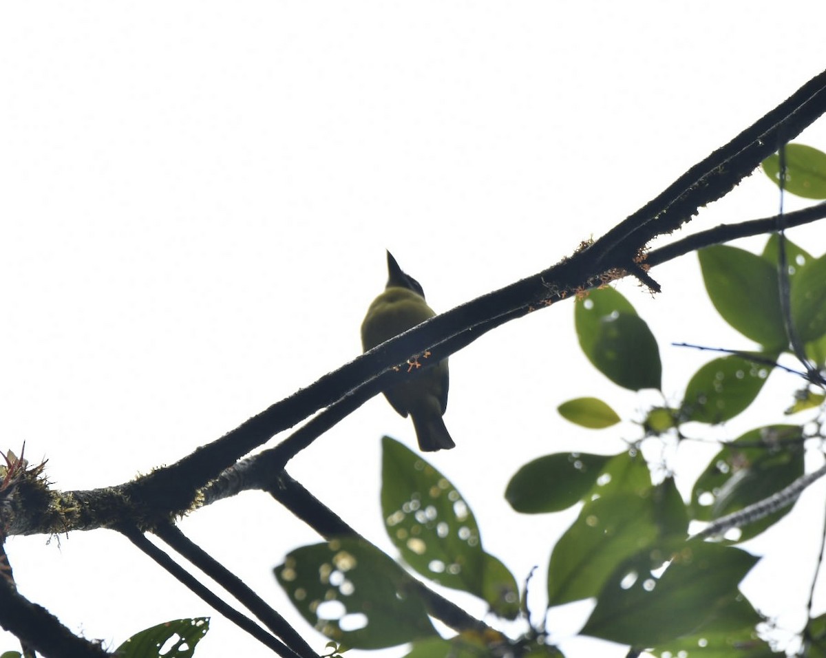 Golden-bellied Flycatcher - ML638141766
