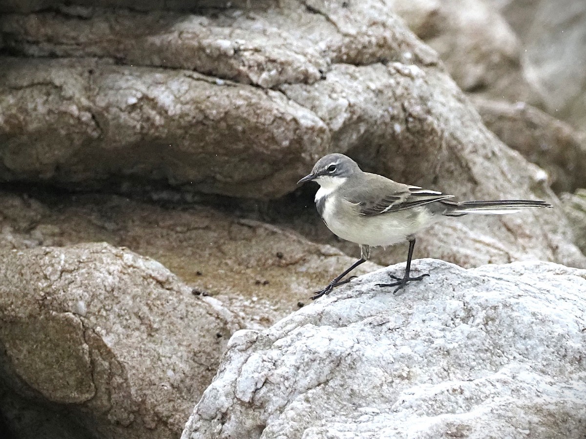 Cape Wagtail - ML638141771
