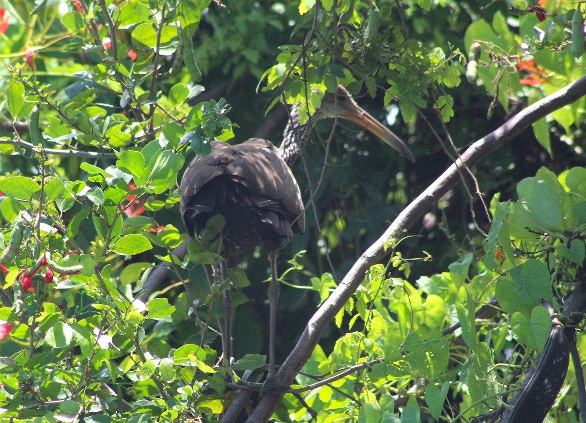 Limpkin - ML638141791