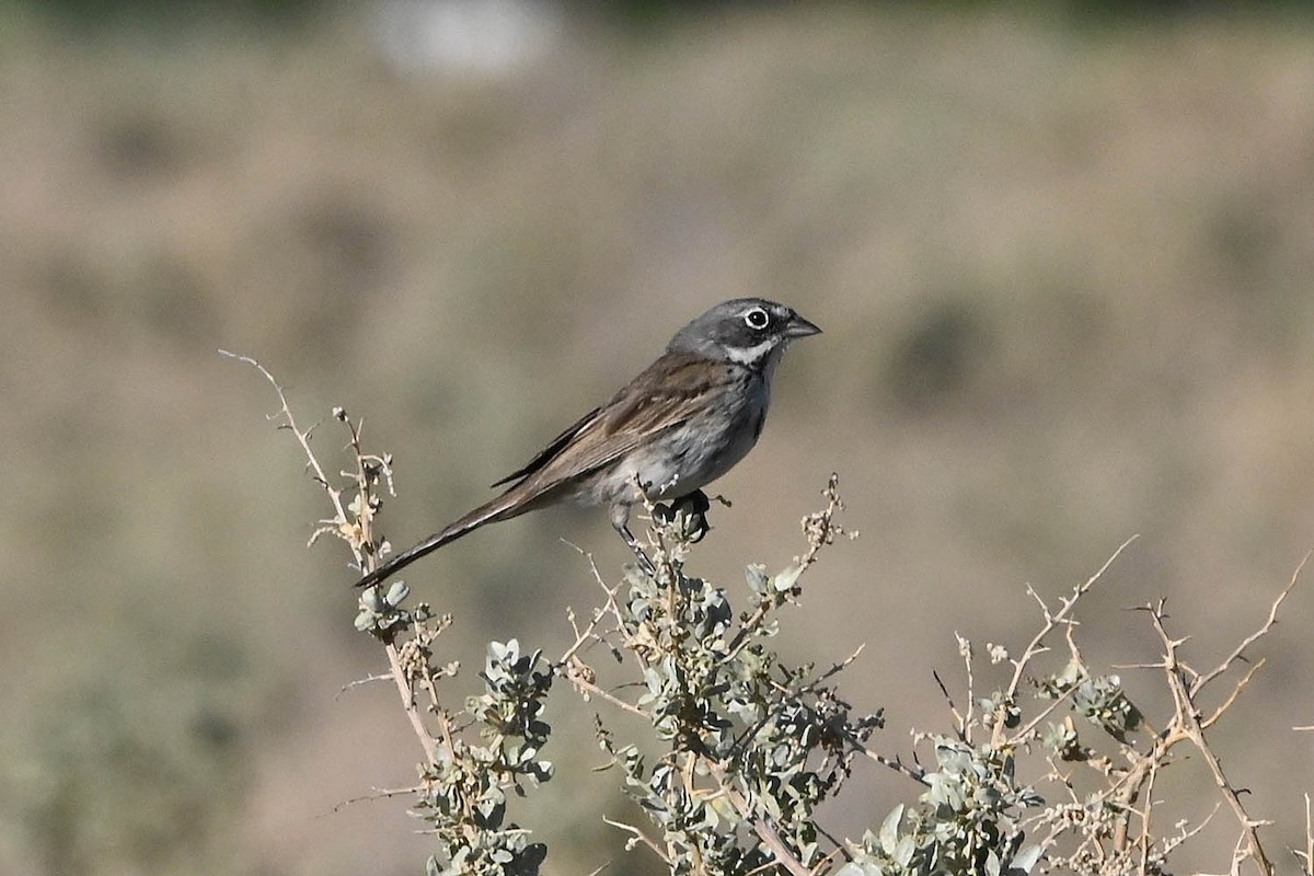 Bell's Sparrow - ML638141808