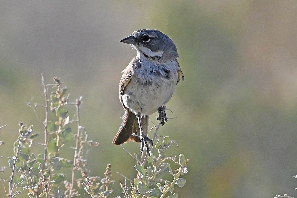 Bell's Sparrow - ML638141809