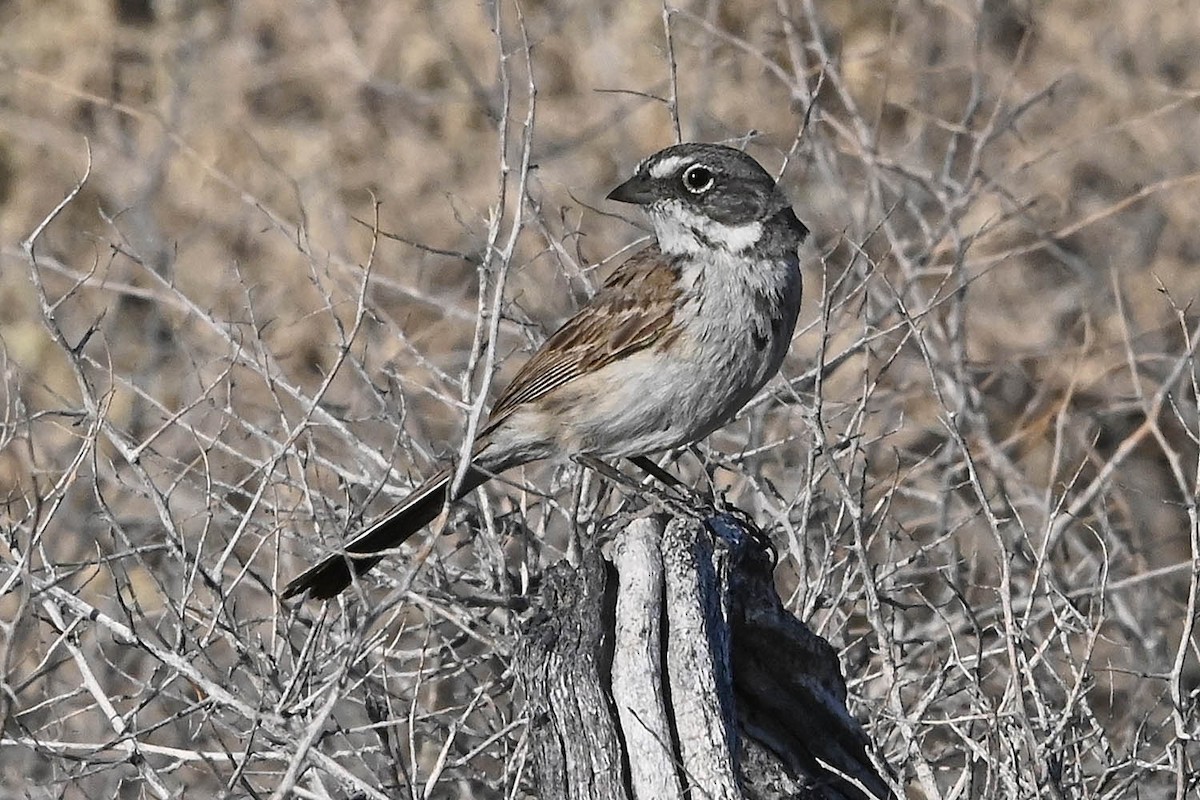 Bell's Sparrow - ML638141810