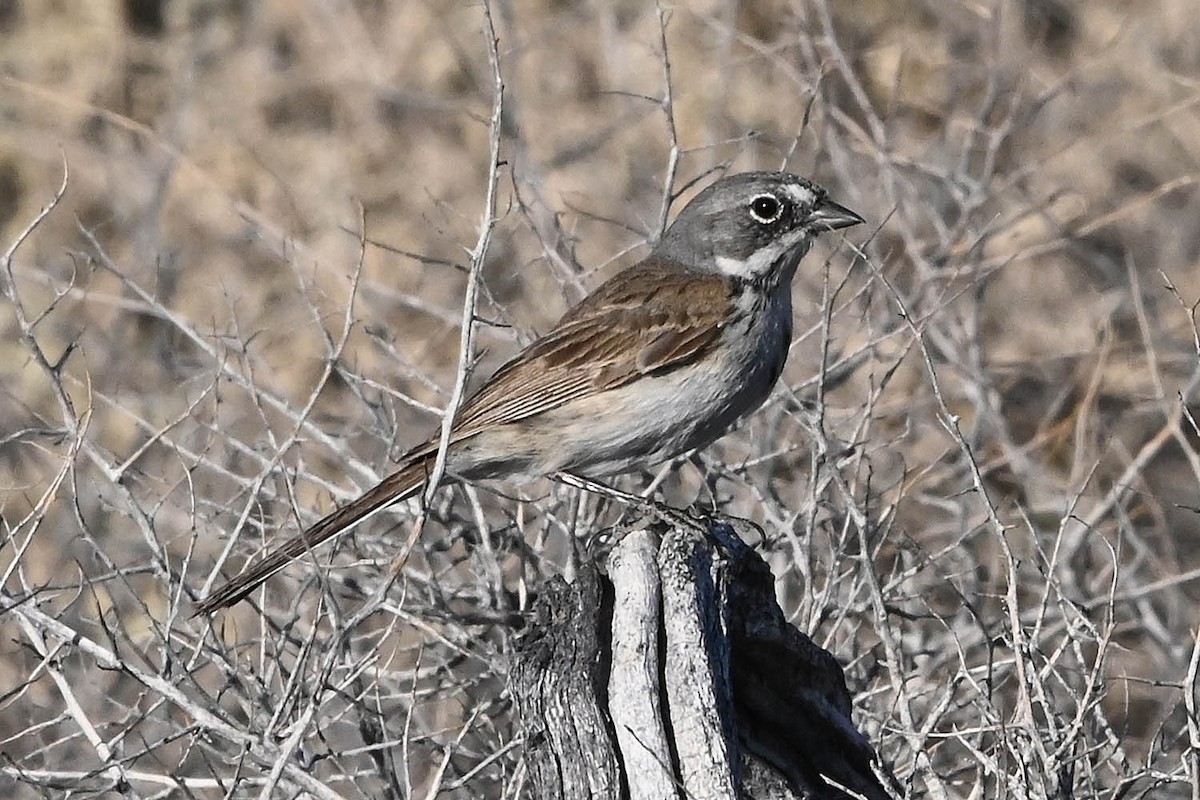 Bell's Sparrow - ML638141811