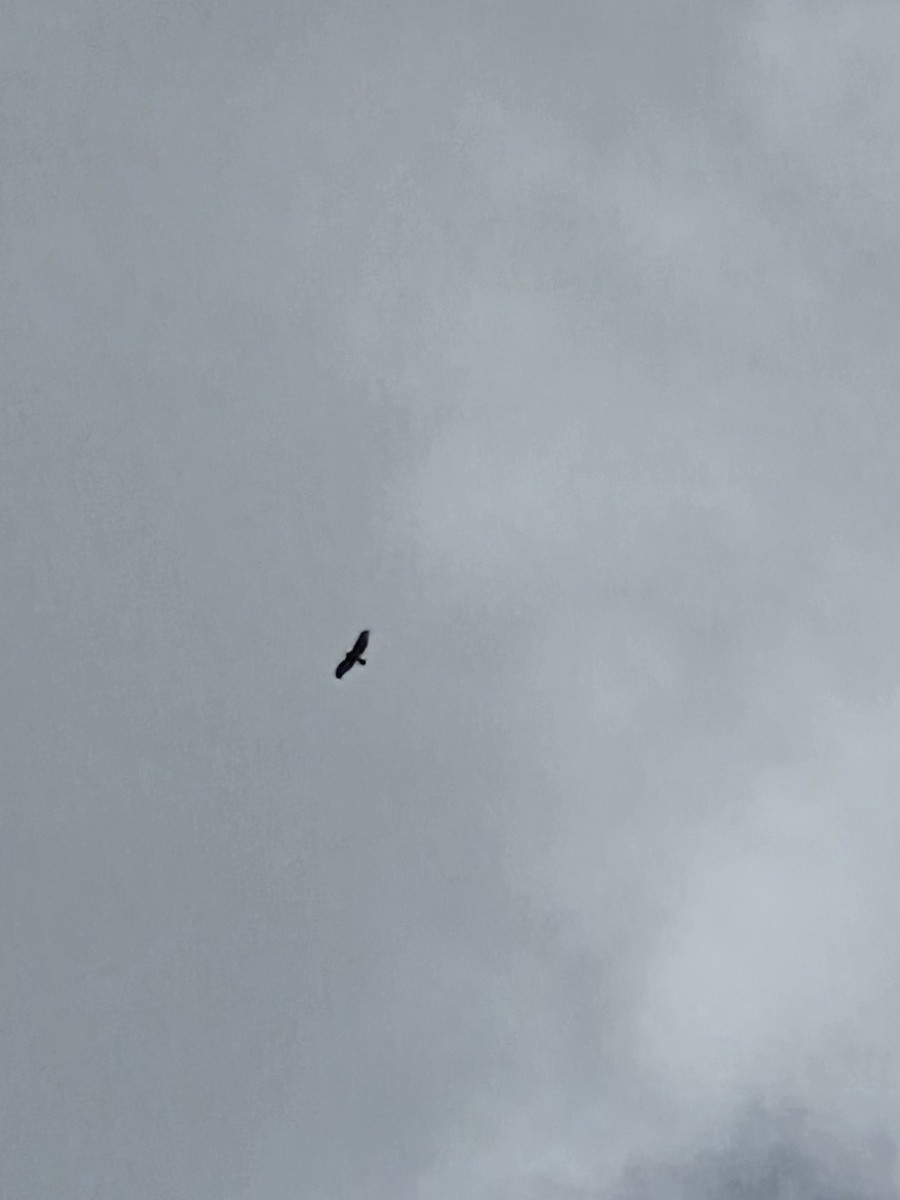 Red-tailed Hawk (jamaicensis) - ML638141815