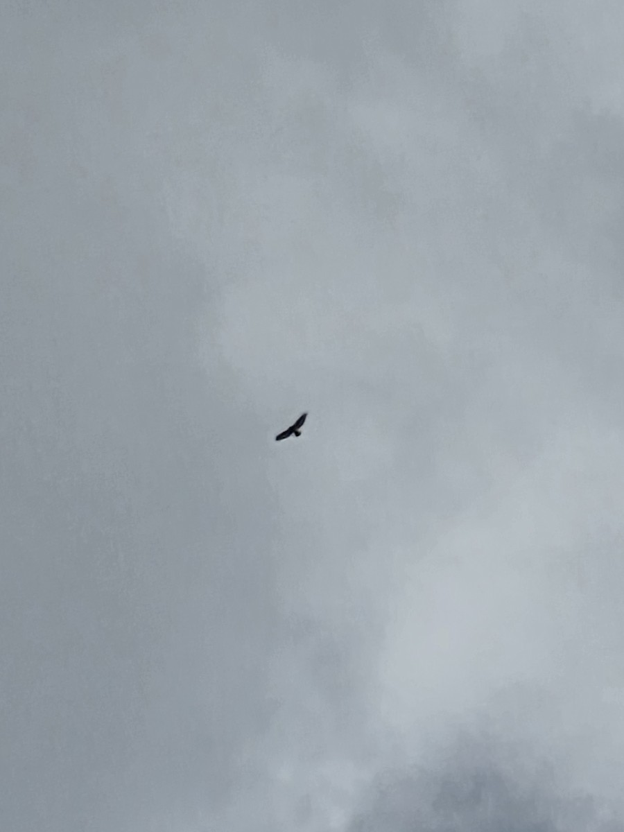 Red-tailed Hawk (jamaicensis) - ML638141834