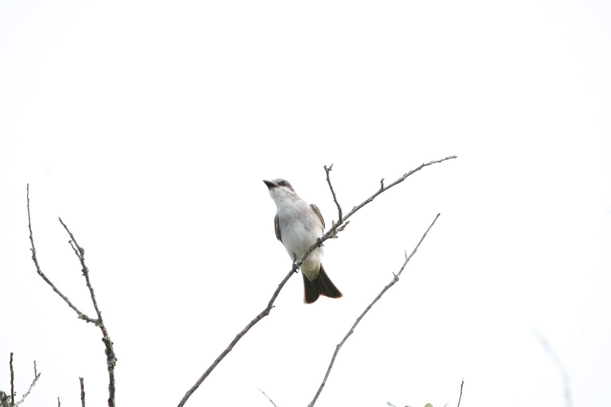 Gray Kingbird - ML638141835
