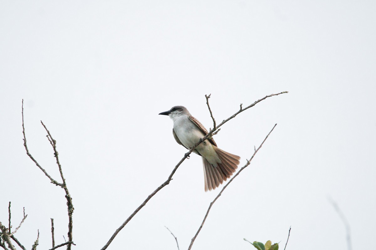 Gray Kingbird - ML638141837